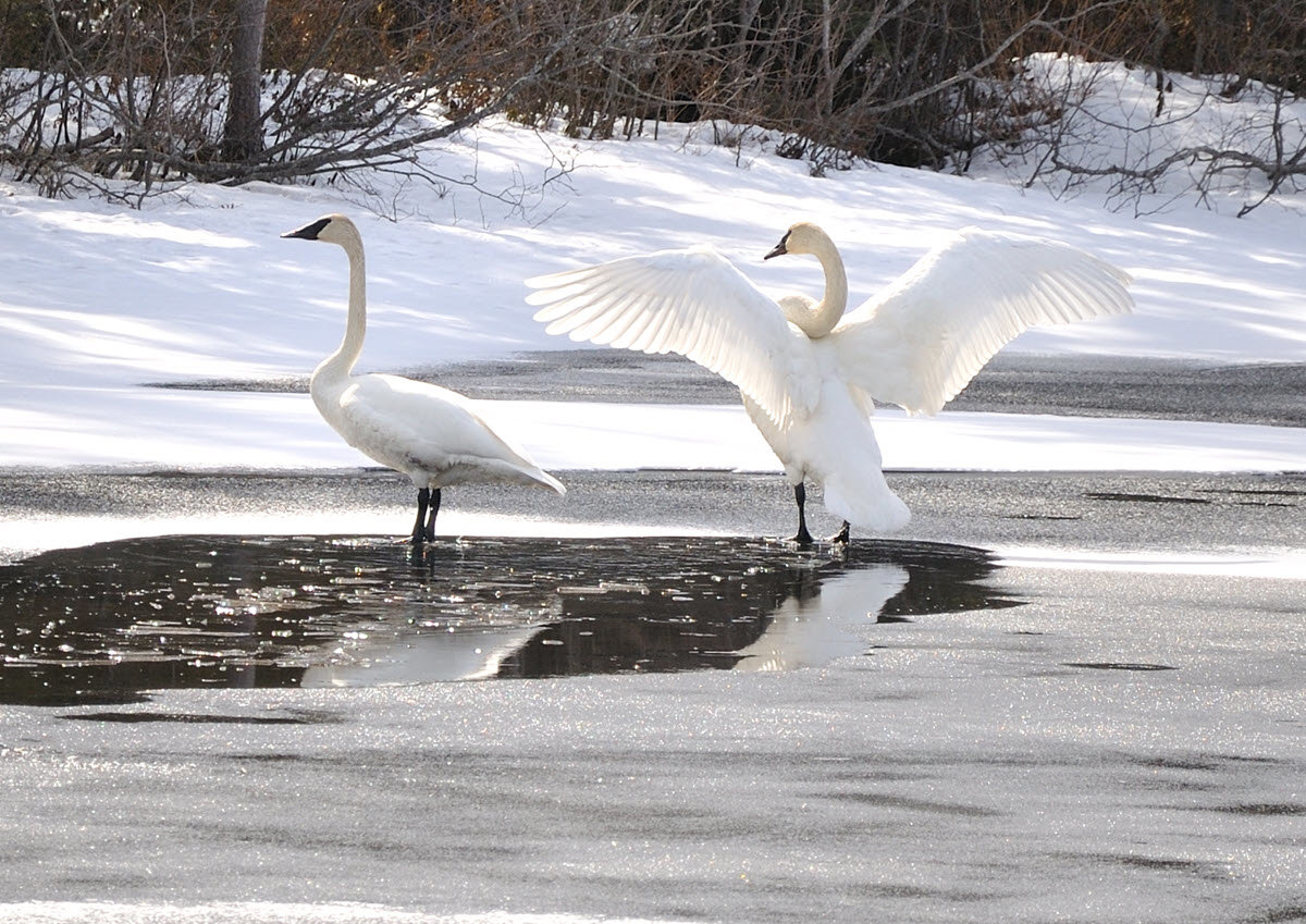 Lost Creek Swans